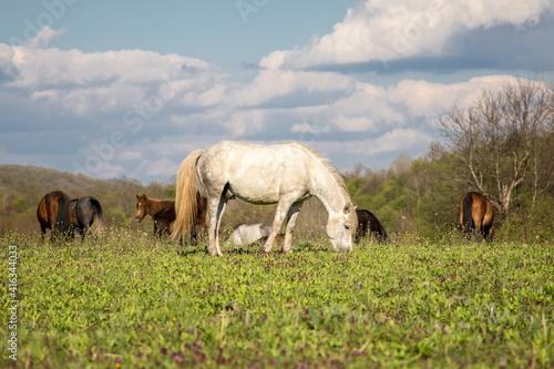 Wild free horses eating and walking in Pirin mountain  Bulgraia. Moving around.