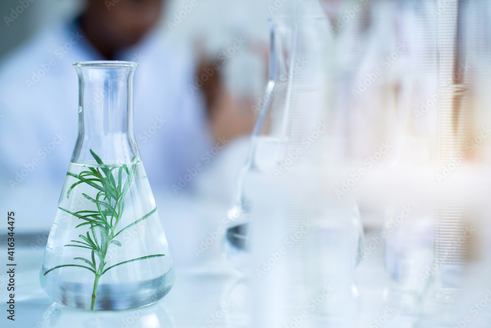 Close-up of rosemary leaves in Erlenmeyer flask for biology class experiment at the laboratory, selective focus Close-up of rosemary leaves in Erlenmeyer flask for biology class experiment at the laboratory, selective focus