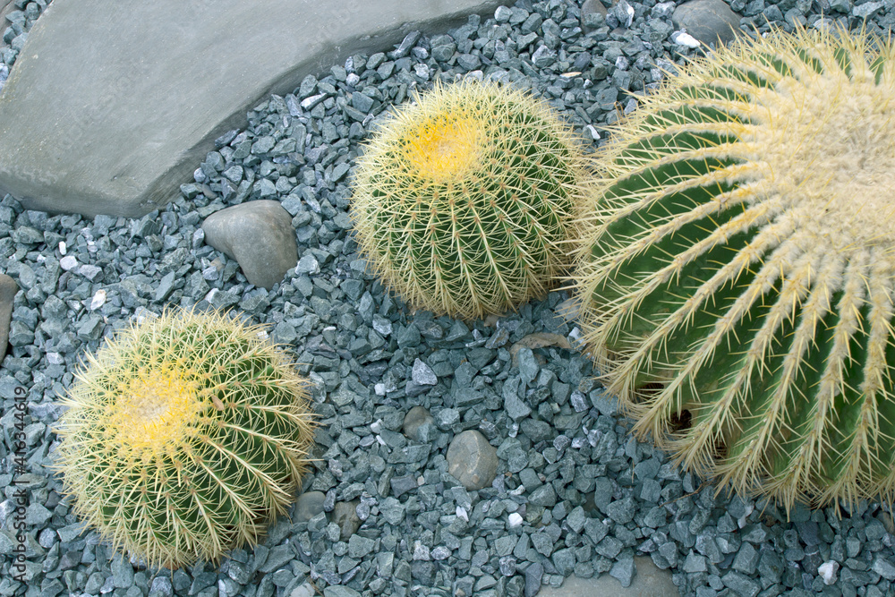 Echinocactus grusonii or Golden barrel cactus in the garden. Echinocactus grusonii or Golden barrel cactus in the garden.