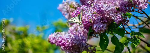 Purple lilac flowers on a sunny day in the park. Nature blurred green background of leaves. Butterfly on a blooming lilac.