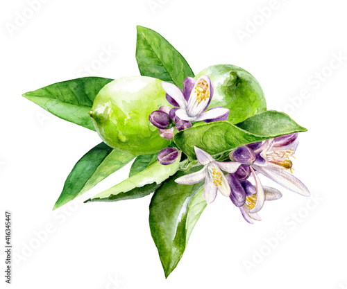 Limes with flowers watercolor illustration isolated on white background