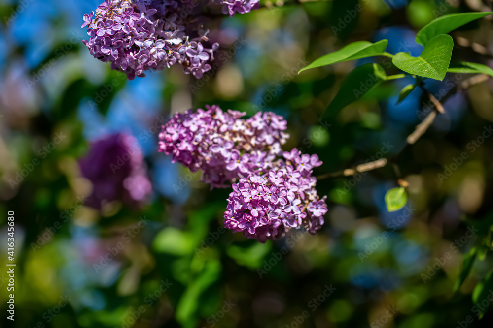 Blooming purple lilac flowers on a sunny day in the park. Nature blurred green background of leaves. Shallow depth of field. Blooming purple lilac flowers on a sunny day in the park. Nature blurred green background of leaves. Shallow depth of field.