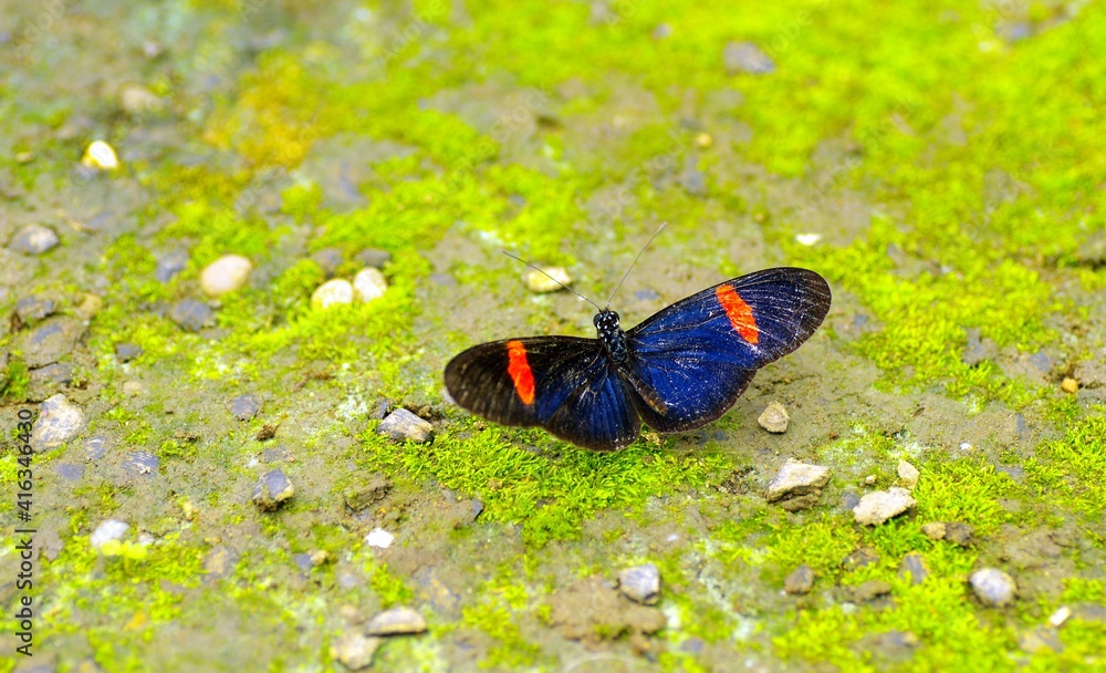 Growing butterflies for business in Mindo, Ecuador Growing butterflies for business in Mindo, Ecuador