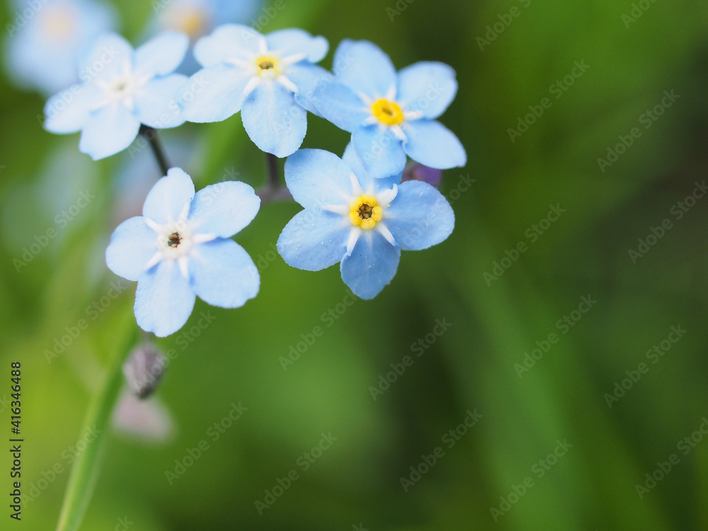 Small blue petals of forget-me-not flowers. Small blue petals of forget-me-not flowers.
