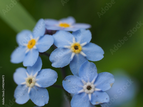 Small blue petals of forget-me-not flowers.