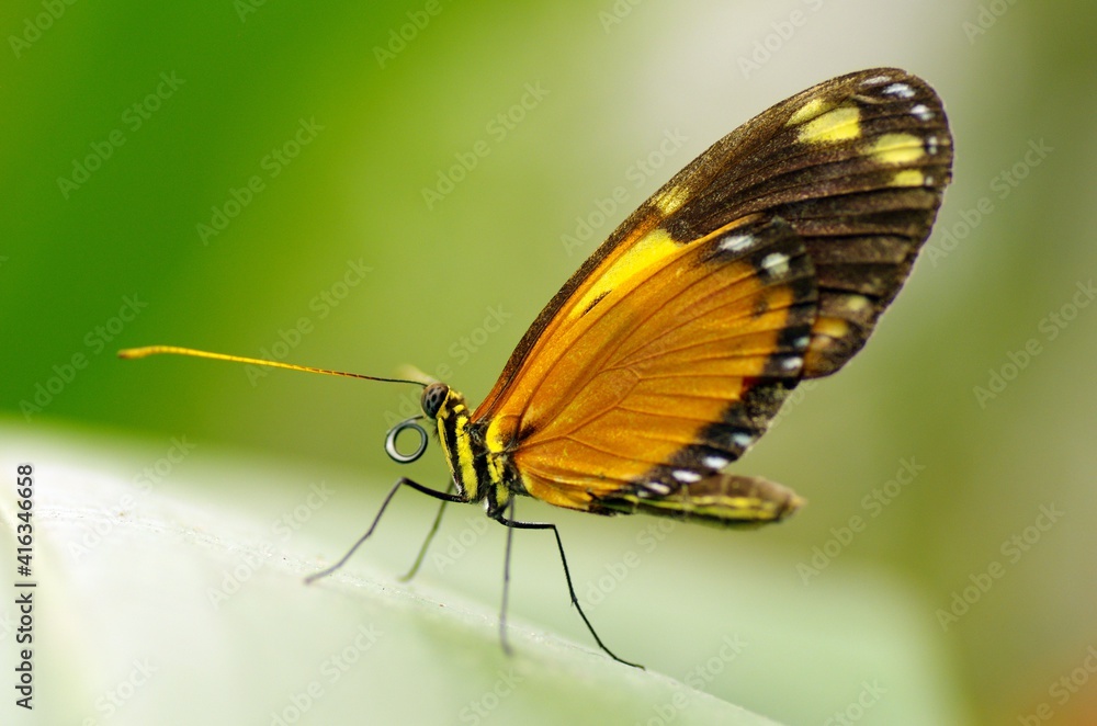 Growing butterflies for business in Mindo, Ecuador Growing butterflies for business in Mindo, Ecuador