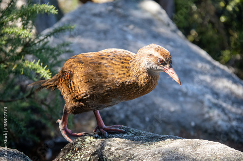 Bild auf Leinwand Weka, oiseau endémique du parc Abel Tasman, Nouvelle Zélande