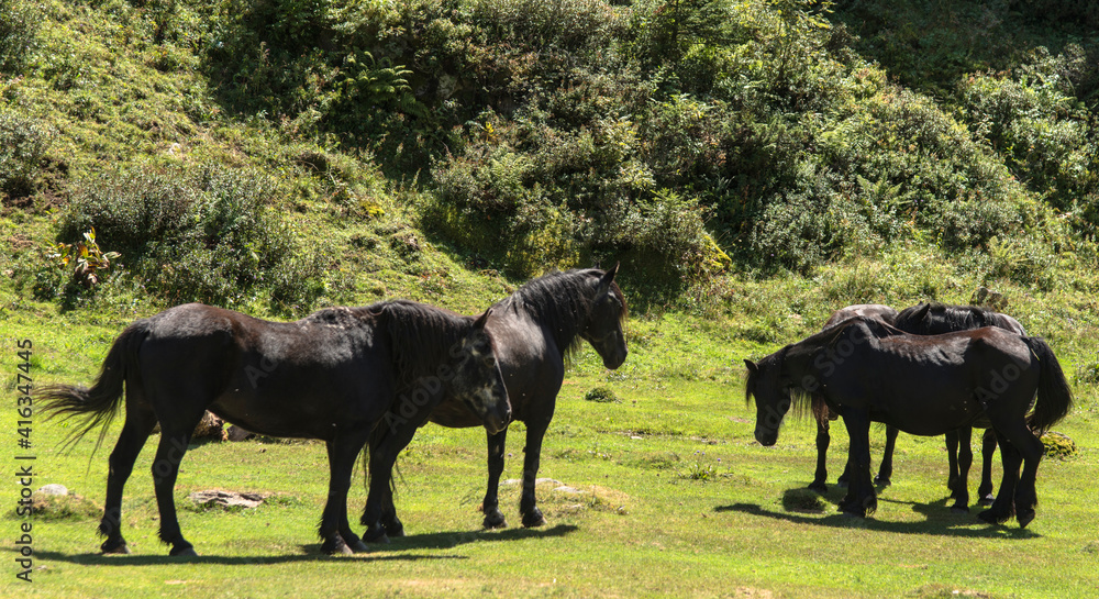 Chevaux pyrénéens de Mérens, Ariège, France Chevaux pyrénéens de Mérens, Ariège, France