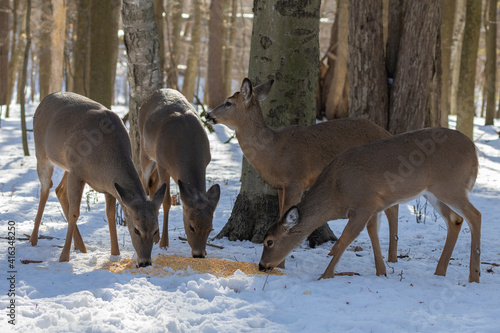 Fototapeta Naklejka Na Ścianę i Meble -  Small herd white-tailed deers eats corn