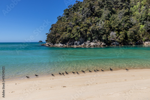 Oiseaux sur une plage du parc Abel Tasman, Nouvelle Zélande