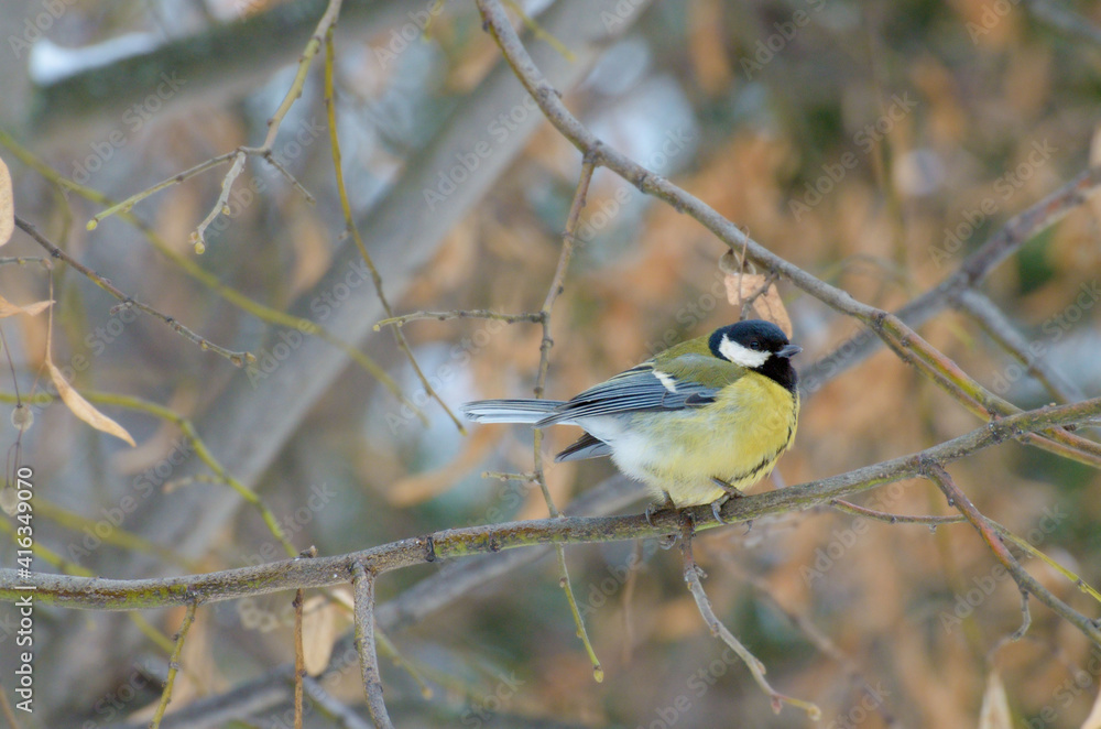 The titmouse is a widespread bird. The titmouse is a widespread bird.