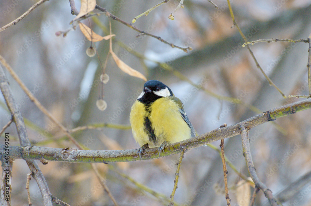 The titmouse is a widespread bird.