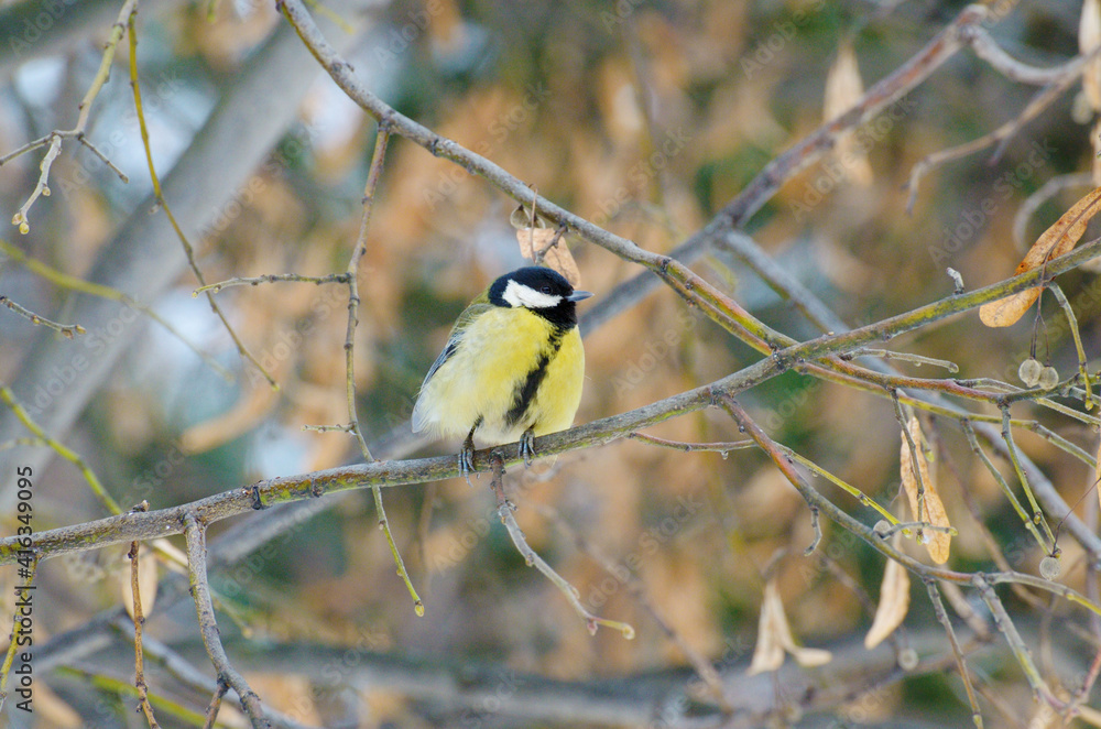 The titmouse is a widespread bird.