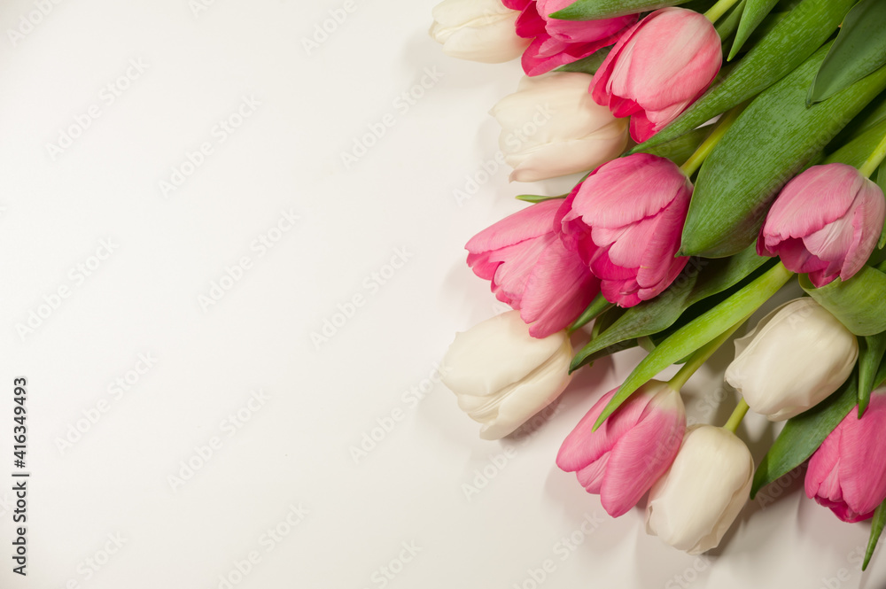 Pink and milky buds of tulips on a white background Pink and milky buds of tulips on a white background