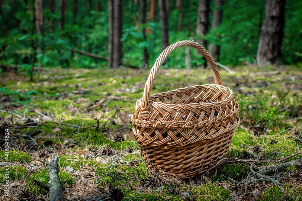 A wicker basket stands on a moss among a pine forest. Trekking in nature, forest, woods, moss. Handcraft container with healthy meal inside. Leisure activity for kid, adult, senior. A wicker basket stands on a moss among a pine forest. Trekking in nature, forest, woods, moss. Handcraft container with healthy meal inside. Leisure activity for kid, adult, senior.