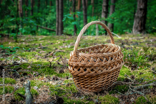 A wicker basket stands on a moss among a pine forest. Trekking in nature  forest  woods  moss. Handcraft container with healthy meal inside. Leisure activity for kid  adult  senior.