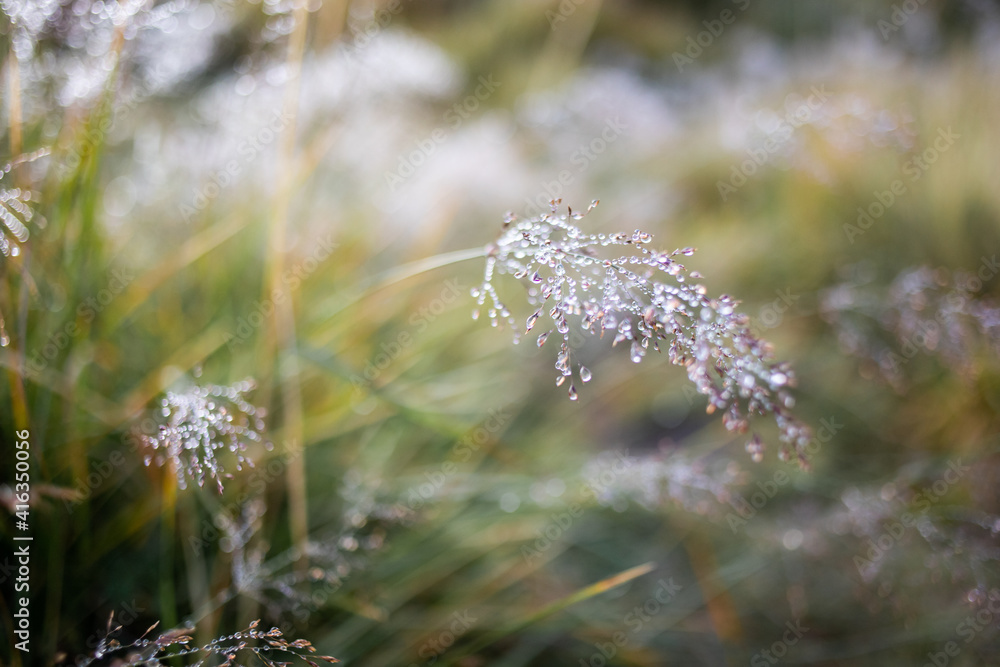 Obraz premium dew drops on the grass, background