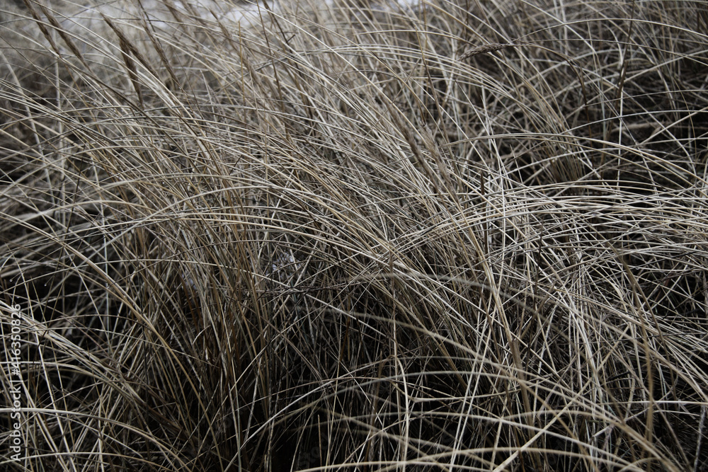 dry yellow grass on the beach dry yellow grass on the beach
