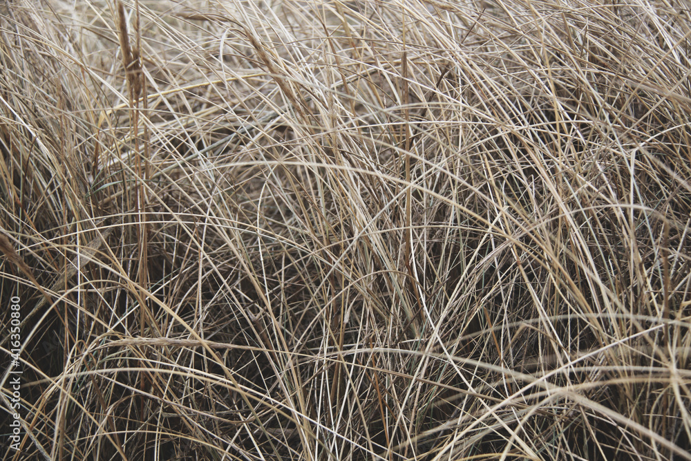 Naklejka premium dry yellow grass on the beach