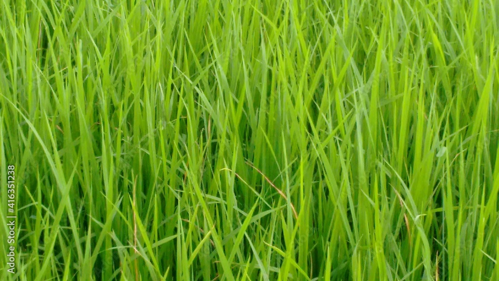 close-up of green farm crop close-up of green farm crop