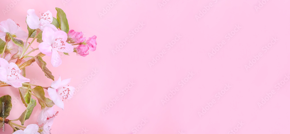 card background banner, with apple flowers on pink background, with copy space