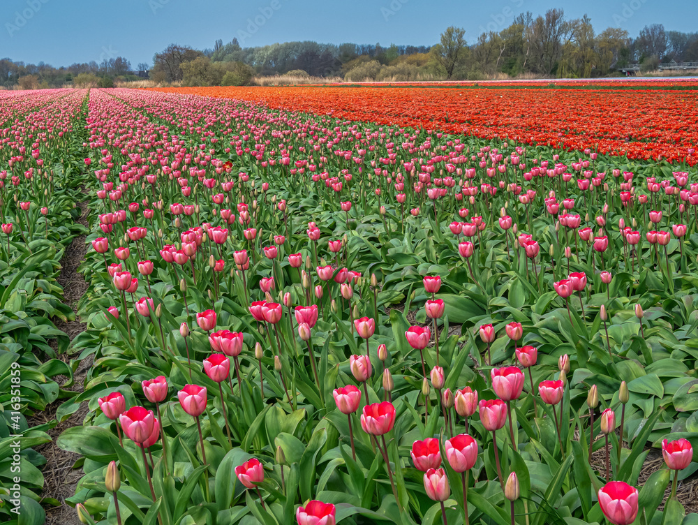 Rows of red and orange tulips in full bloom stretch to a woodland on the horizon in a large tulip field in the Netherlands.