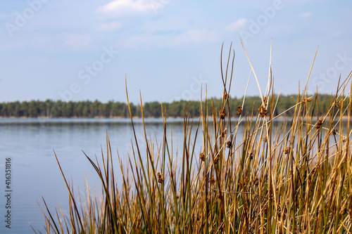Fototapeta Naklejka Na Ścianę i Meble -  Dry grass by the lake. Sedge