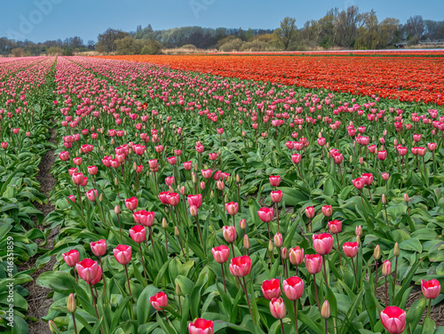 Rows of red and orange tulips in full bloom stretch to a woodland on the horizon in a large tulip field in the Netherlands.
