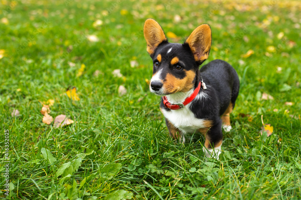 Little corgi standing on the green grass with yellow fallen leaves in autumn park, pembroke welsh puppy looking forward, dog with red collar Little corgi standing on the green grass with yellow fallen leaves in autumn park, pembroke welsh puppy looking forward, dog with red collar