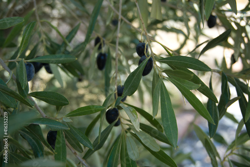 tree branch with ripe black olives to make olive oil in Spain