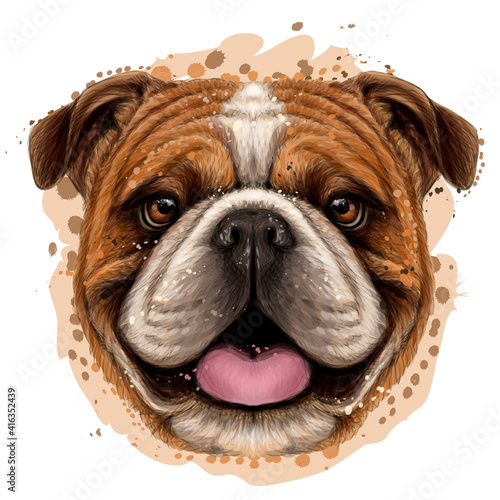 Bulldog. Color, graphic portrait of an English bulldog in watercolor style on a white background. Separate layers. Digital vector graphics.