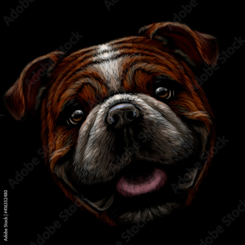 Bulldog. Color, graphic portrait of an English bulldog on a black background. Digital vector graphics.