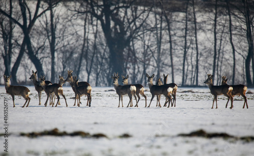 Fototapeta Naklejka Na Ścianę i Meble -  Sarny