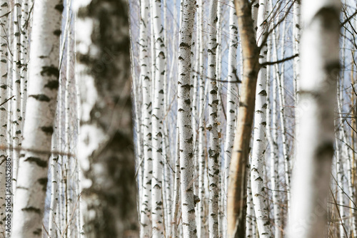 Spring forest with white birch trees. Russia, March.
