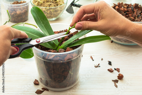 Cutting old peduncle phalaenopsis with scissors. Plant care orchids. Cutting roots of orchids. Home gardening