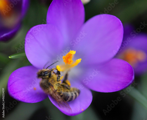 Krokus mit Biene © dominic_dehmel