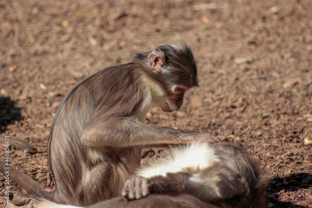 Animals in the wild from Bioparc (Valencia, Spain)