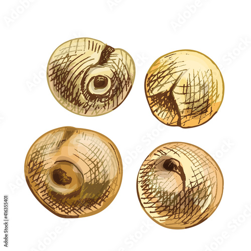 Grains of proso. Vector color vintage hand drawn hatching illustration