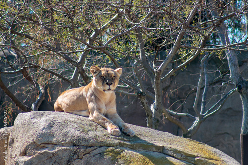 Animals in the wild from Bioparc  Valencia  Spain 