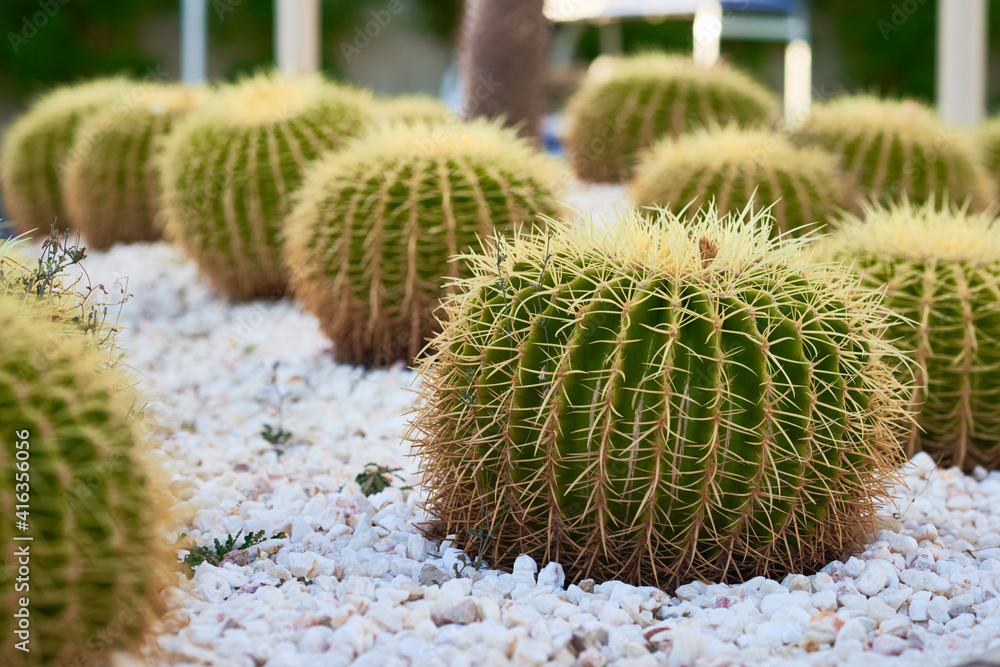 Cactus ball echinocactus grusonii in garden. Succulent golden barrel cactus close up Cactus ball echinocactus grusonii in garden. Succulent golden barrel cactus close up