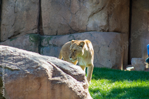 Animals in the wild from Bioparc (Valencia, Spain)