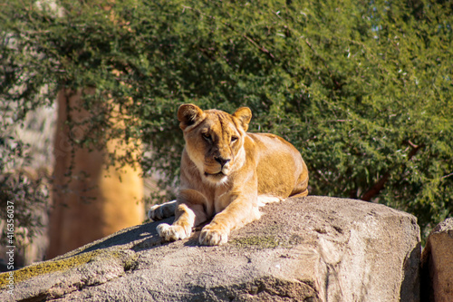 Animals in the wild from Bioparc  Valencia  Spain 