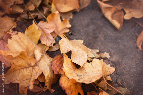 Quadro em tela Autumn, autumn yellow leaves lie on the stone. Selective focus.