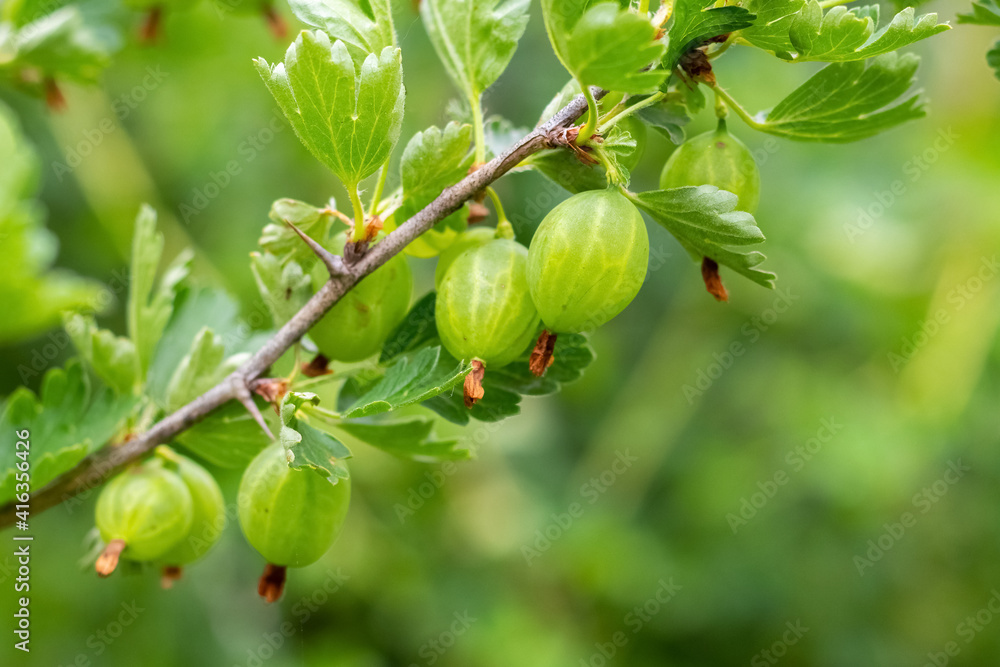 Green gooseberries in the garden on a blurred background Green gooseberries in the garden on a blurred background