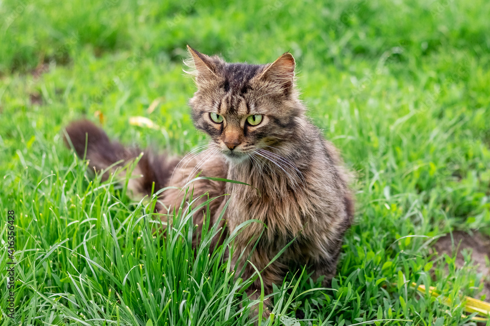 Brown cat sitting in the garden on the grass