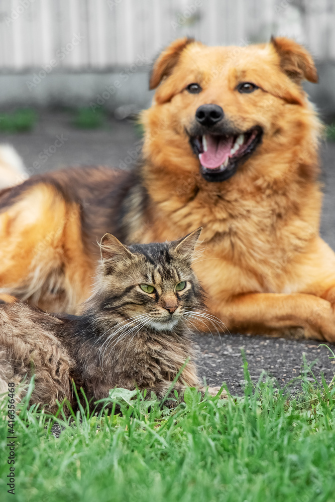 Cat and dog lie together in the garden on the alley Cat and dog lie together in the garden on the alley