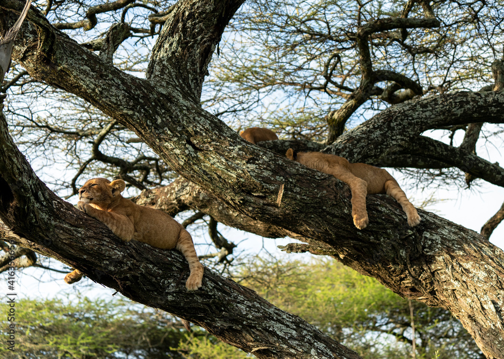 The lion (Panthera leo) juveniles resting in a tree in Serengeti, Tanzania. The lion (Panthera leo) juveniles resting in a tree in Serengeti, Tanzania.