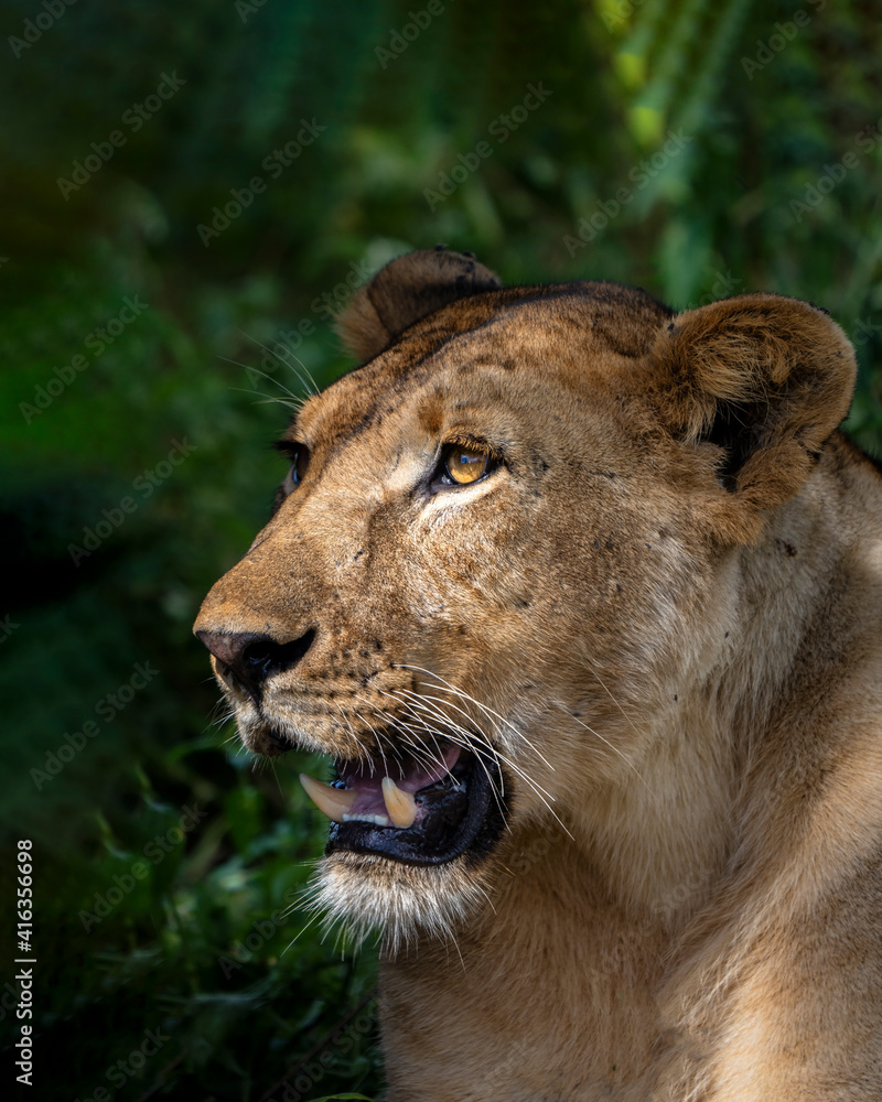 Fototapeta premium Lioness profile inTarangire National Parkk, Tanzania