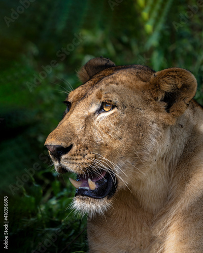 Lioness profile inTarangire National Parkk, Tanzania