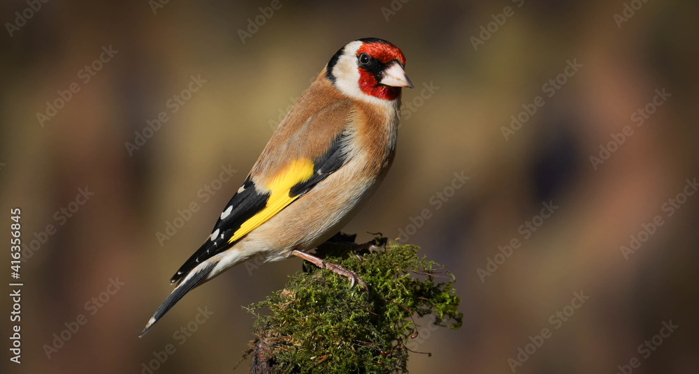 Obraz premium Der Stieglitz - Distelfink 